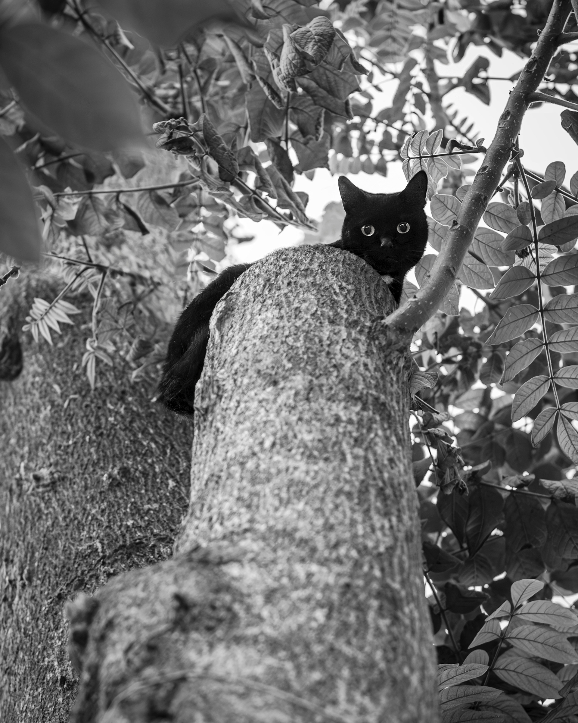 Guardian en las alturas